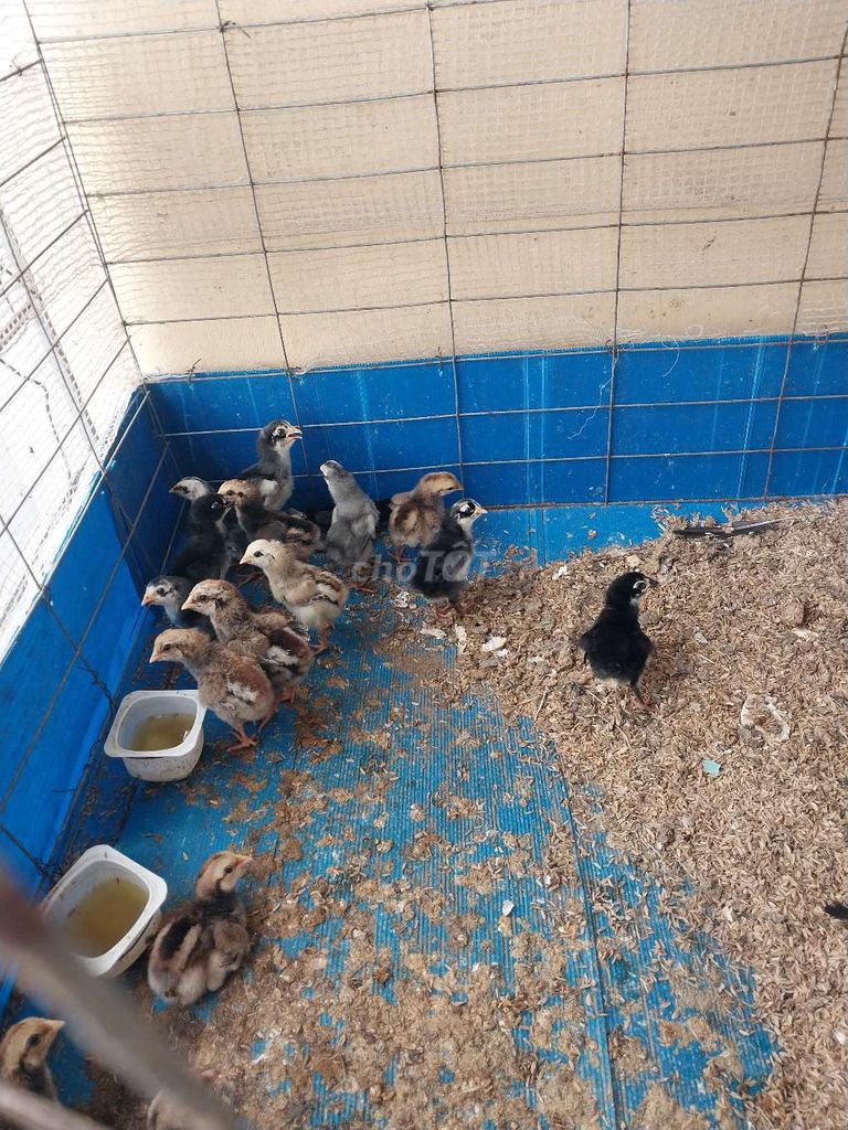 Gà chọi con Nhà đúc. Mua bán Gà tại Quận Long Biên Hà Nội được đăng bởi Hoa Phong Lan hình 1