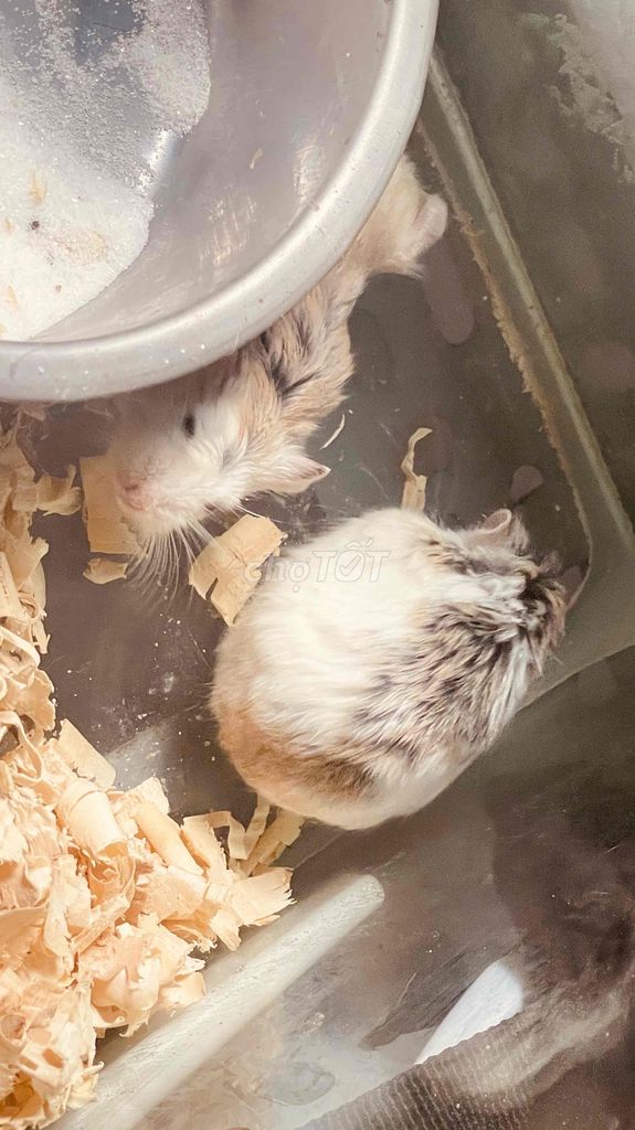 Chuột Hamster Robo Đực Cái Pied Snow Khoẻ mạnh. Mua bán Thú cưng khác tại Quận 12 Tp Hồ Chí Minh được đăng bởi Thành Trung hình 1