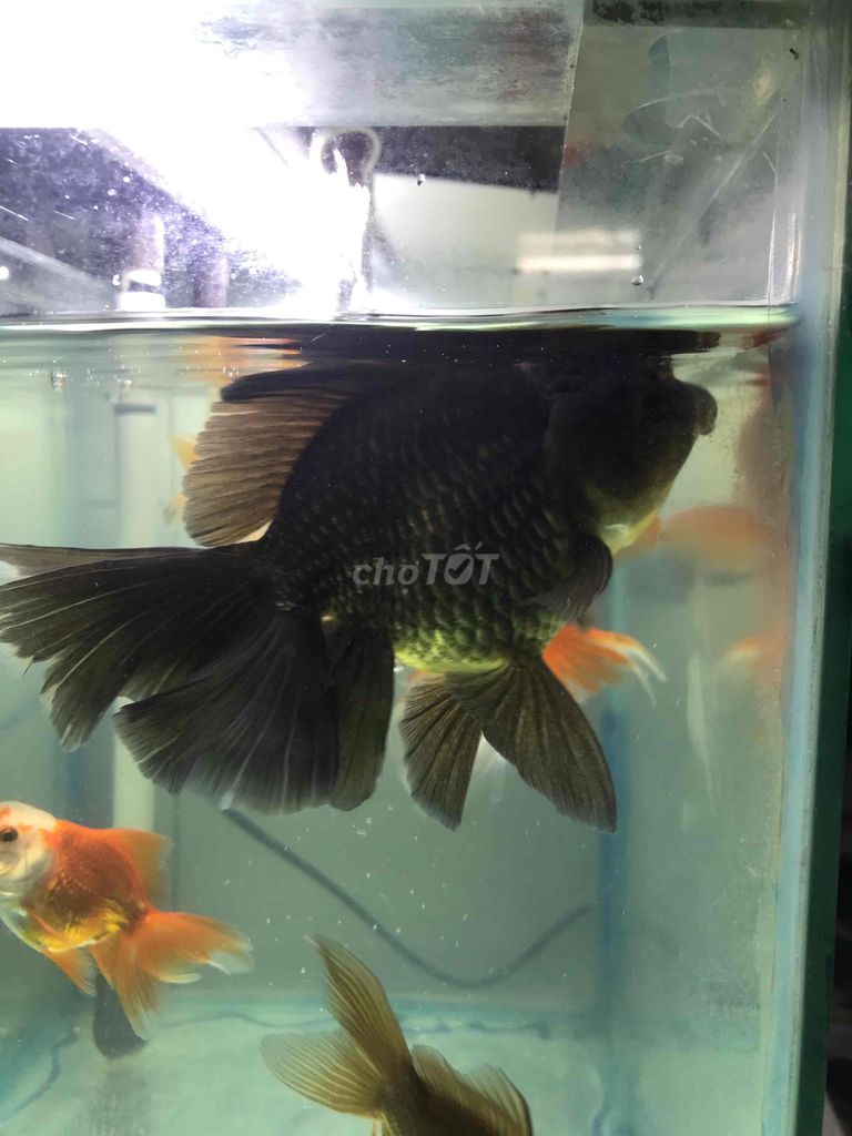 Cá Oranda đuôi lụa zai 3 ngón. Mua bán Thú cưng khác tại Quận 11 Tp Hồ Chí Minh được đăng bởi THANH TÙNG hình 1