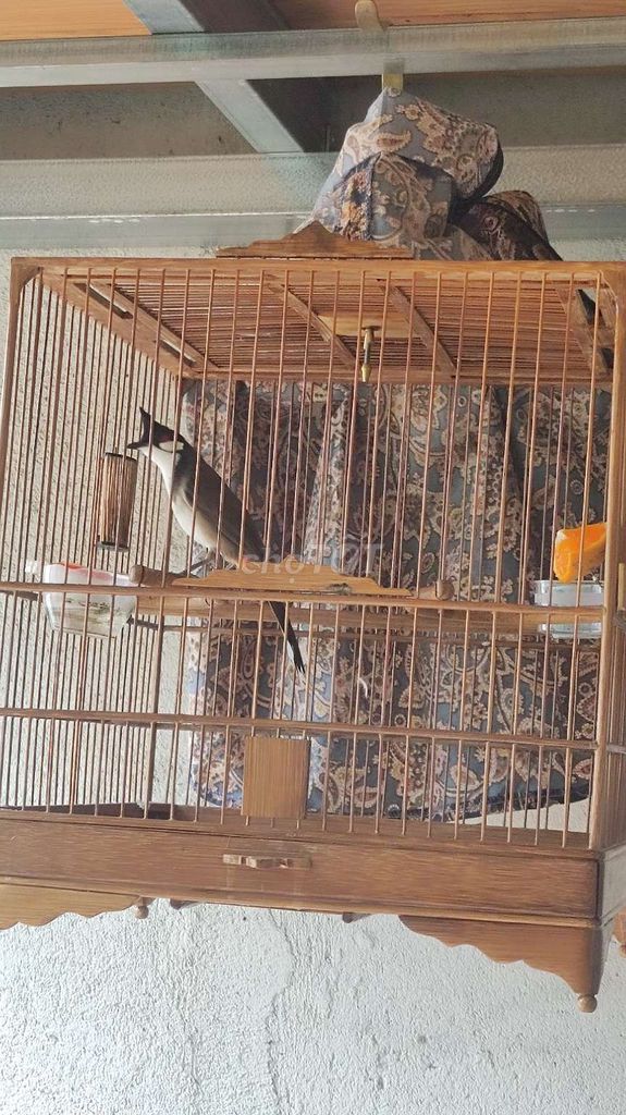 Chim chào mào đa sắc. Mua bán Chim tại Thành phố Buôn Ma Thuột Đắk Lắk được đăng bởi Nguyen Chuong Nguyen hình 1