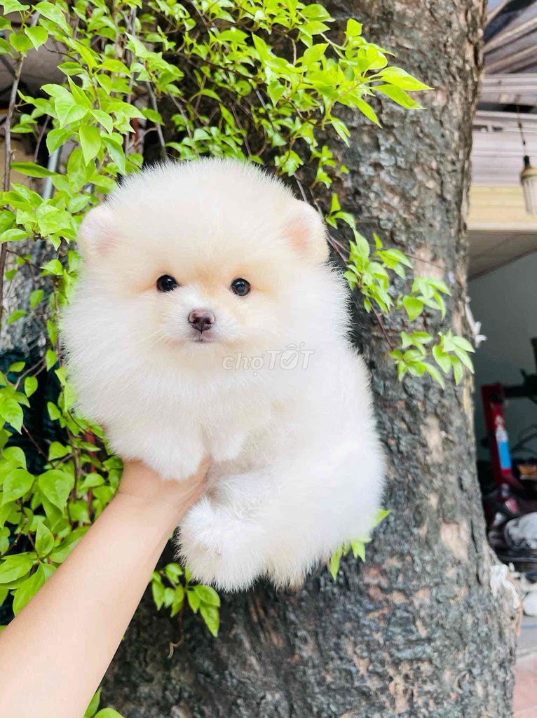 pom  soc siêu đẹp cute ❤❤❤. Mua bán Chó tại Thành phố Biên Hòa Đồng Nai được đăng bởi bm hình 1