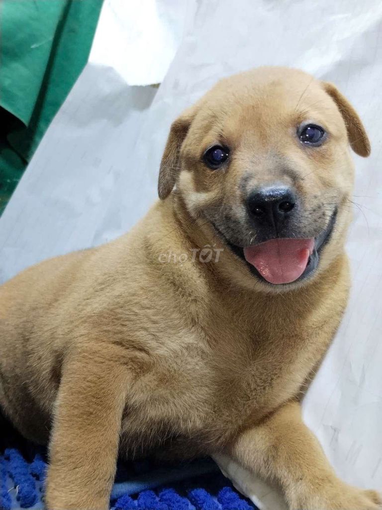 Chó Labrador lai Đực Vàng khôn ngoan đáng yêu . Mua bán Chó tại Quận Bình Tân Tp Hồ Chí Minh được đăng bởi Nguyễn Hằng hình 1