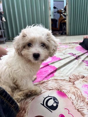 Chó Poodle đực Trắng Đã tiêm phòng
