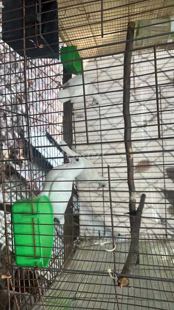 Chim Cu pháp Trắng. Mua bán Chim tại Quận Gò Vấp Tp Hồ Chí Minh được đăng bởi kiên nguyên  hình 1