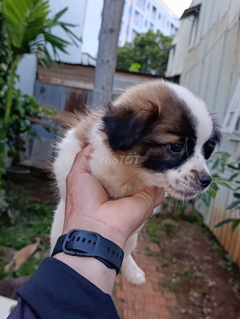 Chó Nhật lai Trắng nâu đen Đã tiêm phòng. Mua bán Chó tại Thành phố Buôn Ma Thuột Đắk Lắk được đăng bởi Nguyễn Quốc Trung hình 1