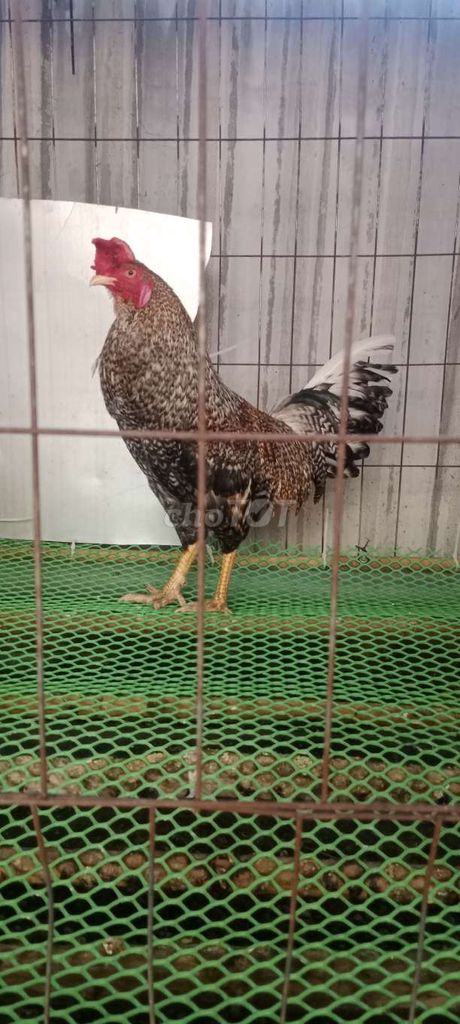 Gà chọi tơ đa sắc 2.7kg. Mua bán Gà tại Huyện Đông Hải Bạc Liêu được đăng bởi Qui hoàng  hình 1