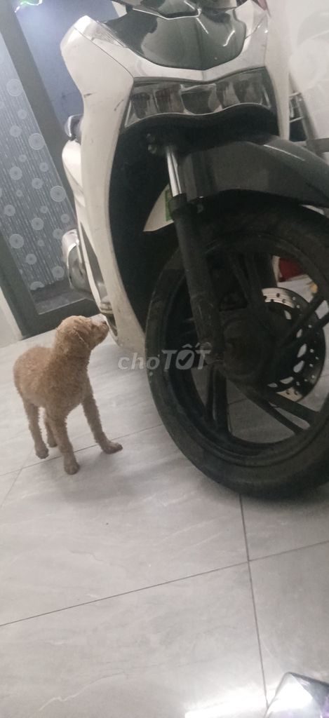Chó Poodle đực màu Nâu. Mua bán Chó tại Quận Hải Châu Đà Nẵng được đăng bởi mai anh hình 1