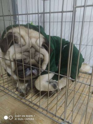 2 em pug 1 đực 1 cái tìm chủ ạ