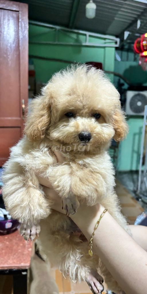 Chó Poodle Cái Nâu vàng Dưới 3 tháng. Mua bán Chó tại Thành phố Phan Thiết Bình Thuận được đăng bởi Thanh Duy hình 1