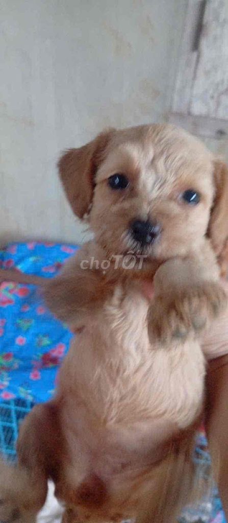 Chó Poodle Nâu 2 tháng tuổi. Mua bán Chó tại Huyện Krông Năng Đắk Lắk được đăng bởi Hông Hiêp hình 1