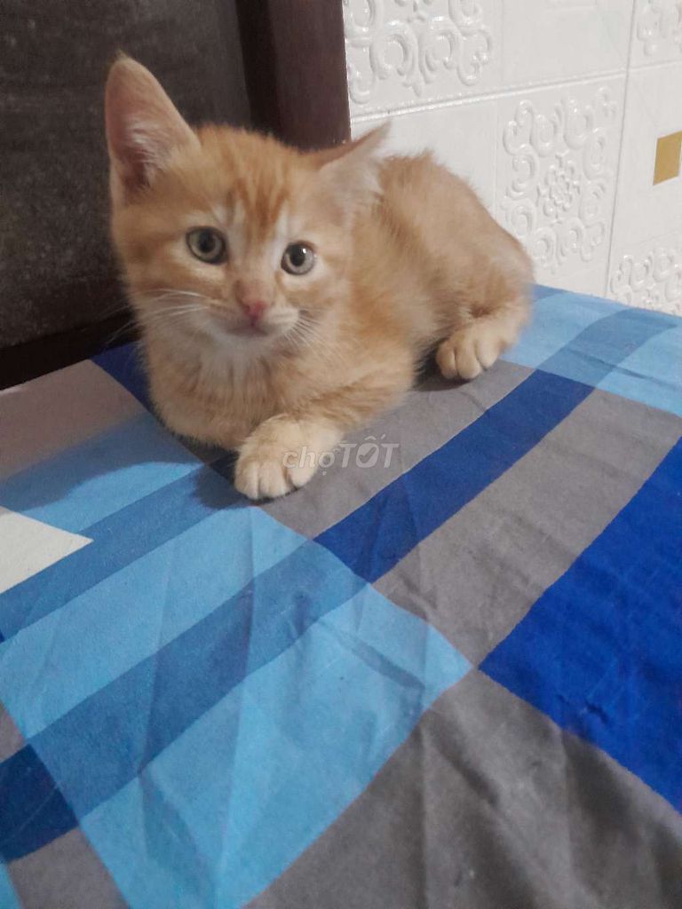 Mèo Anh lông ngắn dưới 3 tháng. Mua bán Mèo tại Huyện Gia Lâm Hà Nội được đăng bởi Nguyễn khiêm  hình 1