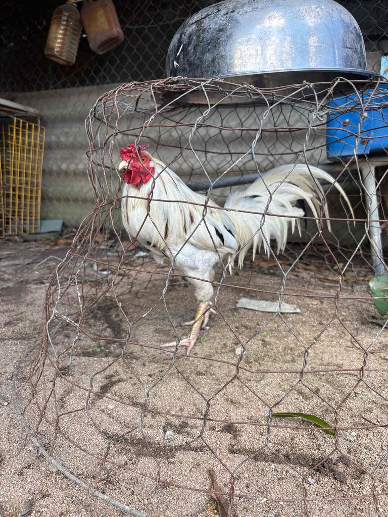 gà lông chia về cho em dú chơi, gà nguyên zin. Mua bán Gà tại Thị xã Phú Mỹ Bà Rịa - Vũng Tàu được đăng bởi hdhdhsis hình 1