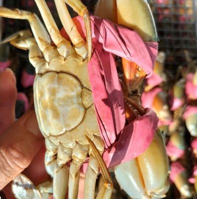 Cần bán Cua biển. Mua bán Đồ ăn, thực phẩm và các loại khác tại Thành phố Thủ Đức Tp Hồ Chí Minh được đăng bởi Minh Đạt