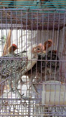 Gà Ai Cập trống. Mua bán Gà tại Quận 11 Tp Hồ Chí Minh được đăng bởi phuong kim huong