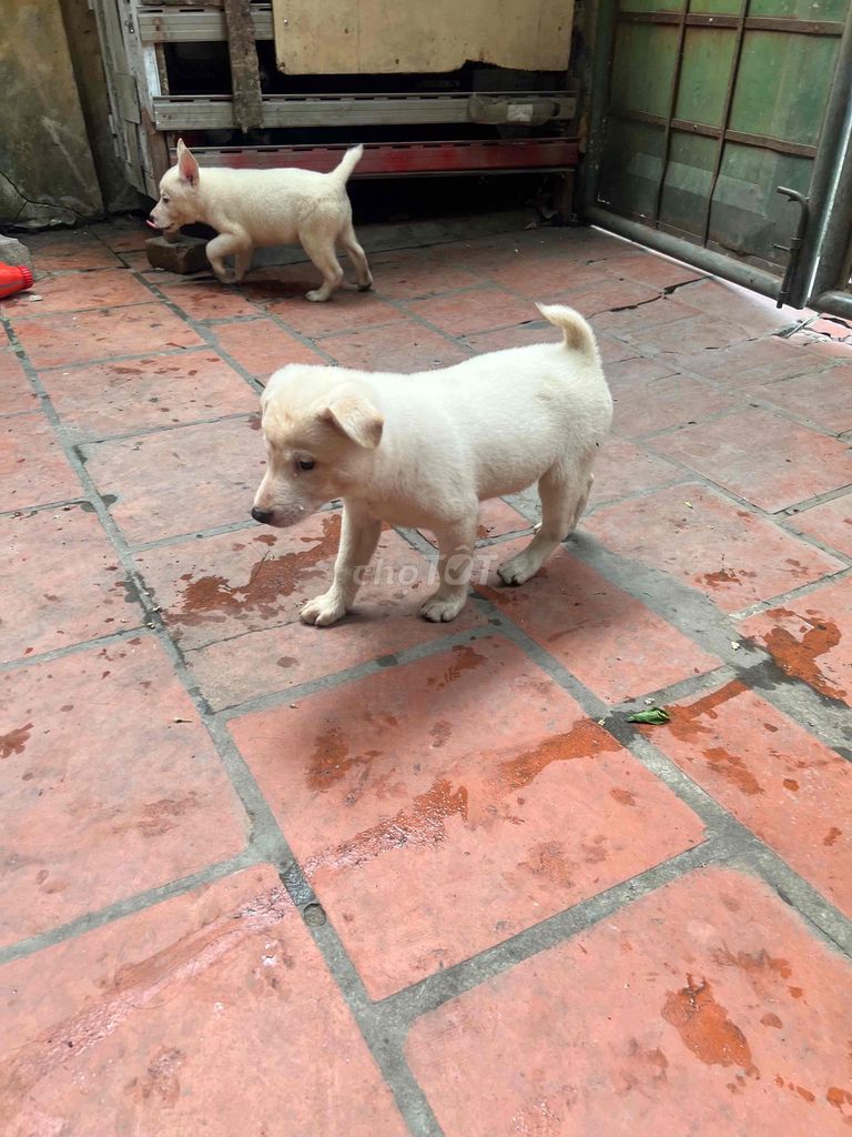 Chó Lai Mông cộc Trắng gần 3 tháng. Mua bán Chó tại Huyện Gia Lâm Hà Nội được đăng bởi Nguyễn Hải Triều hình 1