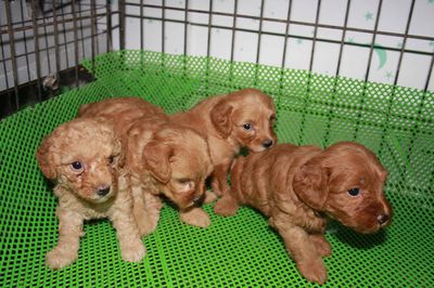 Chó Poodle Nâu vàng Nhỏ nhắn