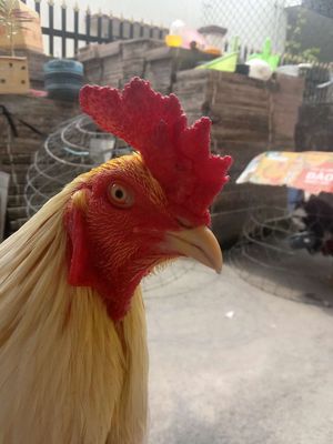 Bướm thái hàng đấu tay đôi 2k7. Mua bán Gà tại Huyện Đức Hòa Long An được đăng bởi Gà Nòi Đá Lấu 