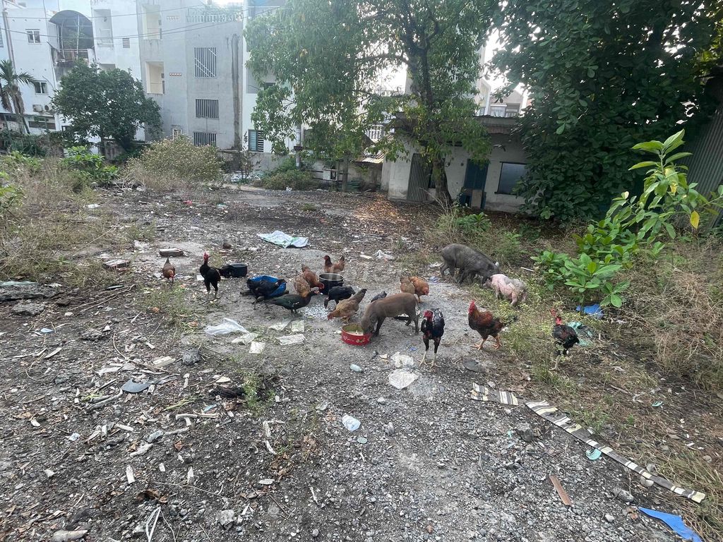 Gà ta nhà nuôi Quận 9. Mua bán Gà tại Thành phố Thủ Đức Tp Hồ Chí Minh được đăng bởi Ngọc long hình 1