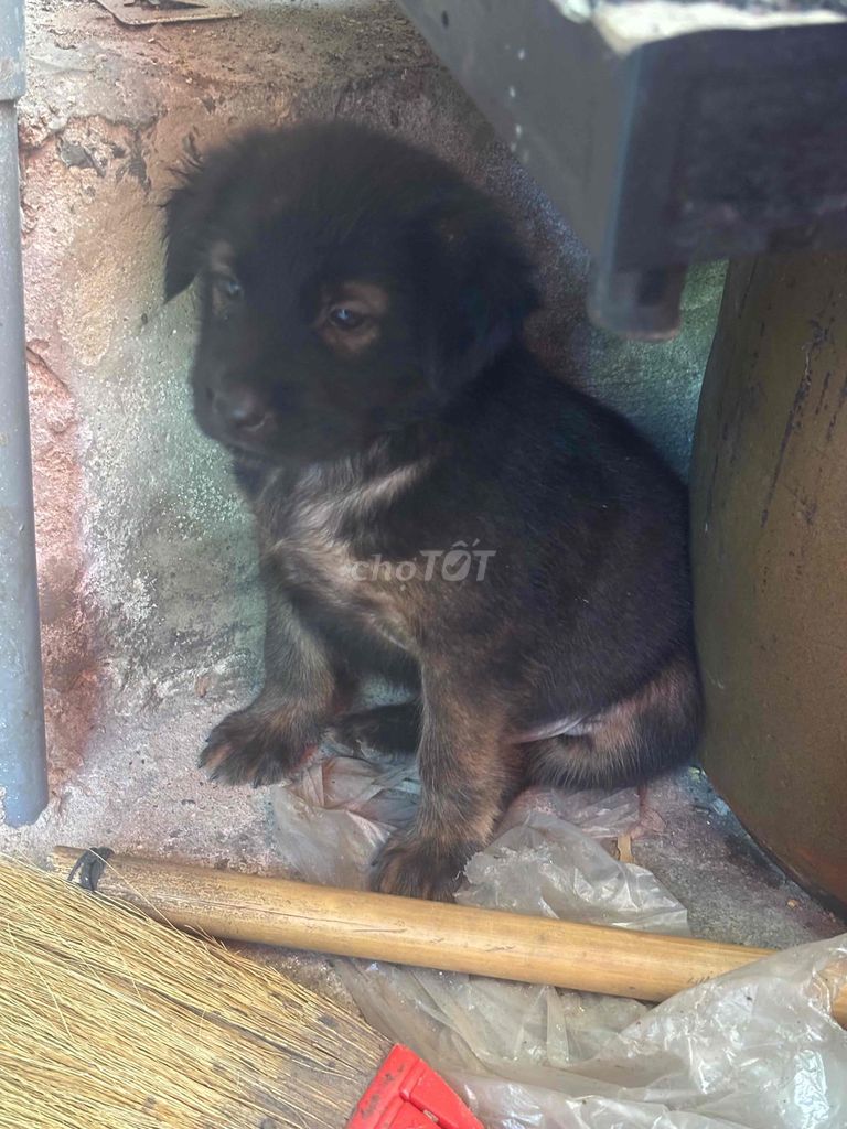 Chó con 2 tháng tuổi Đen nâu. Mua bán Chó tại Huyện Bàu Bàng Bình Dương được đăng bởi Nguyen hình 1