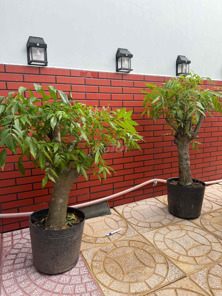 Cây Cảnh Cóc Thái 3 cây. Mua bán Cây cảnh, đồ trang trí tại Thành phố Sóc Trăng Sóc Trăng được đăng bởi Tran Nghia hình 1