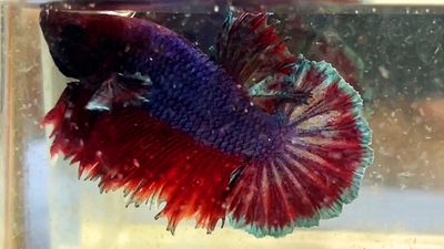 koi blue. Mua bán Thú cưng khác tại Quận Bình Thạnh Tp Hồ Chí Minh được đăng bởi Nguyễn Trung Hiếu