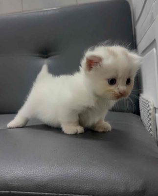 Bé gái lùn , cần nhượng lại vì gđ kh cho nuôi. Mua bán Mèo tại Quận 12 Tp Hồ Chí Minh được đăng bởi Đình Tuyên