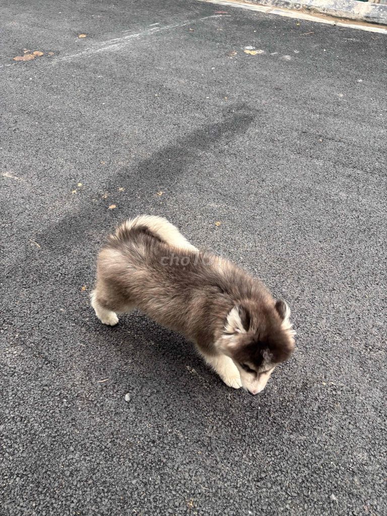 Chó Alaskan Malamute cái gần 3 tháng. Mua bán Chó tại Huyện Đông Anh Hà Nội được đăng bởi chín hình 1