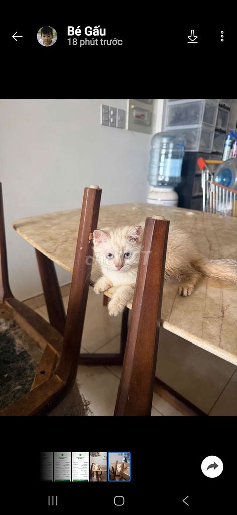 Mèo Anh lông ngắn Vàng kem. Mua bán Mèo tại Thành phố Thủ Đức Tp Hồ Chí Minh được đăng bởi Linh Út hình 1