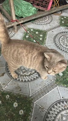 Mèo Anh lông ngắn đực