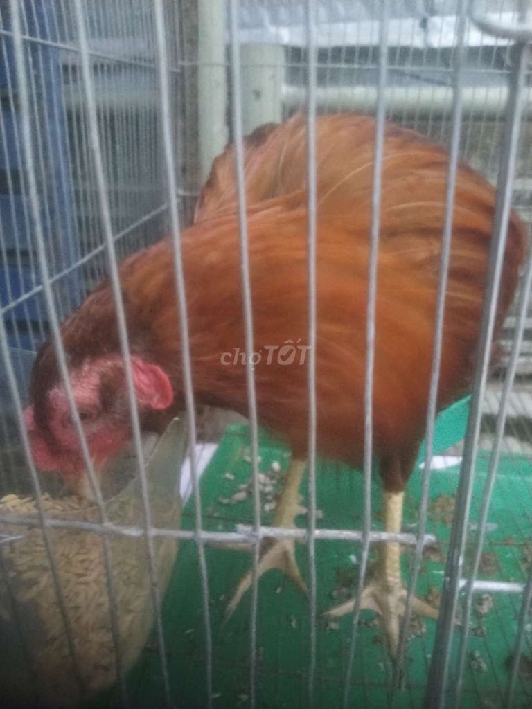 Gà cụp. Mua bán Gà tại Quận 5 Tp Hồ Chí Minh được đăng bởi Phạm minh duc hình 1