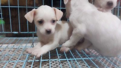 Chó Phốc lai Nhật 2 tháng tuổi