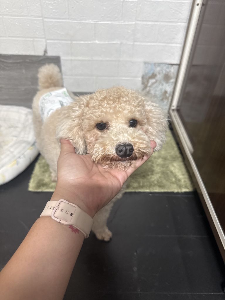 Chó Poodle Toy Vàng. Mua bán Chó tại Quận 12 Tp Hồ Chí Minh được đăng bởi Lan Phương hình 1
