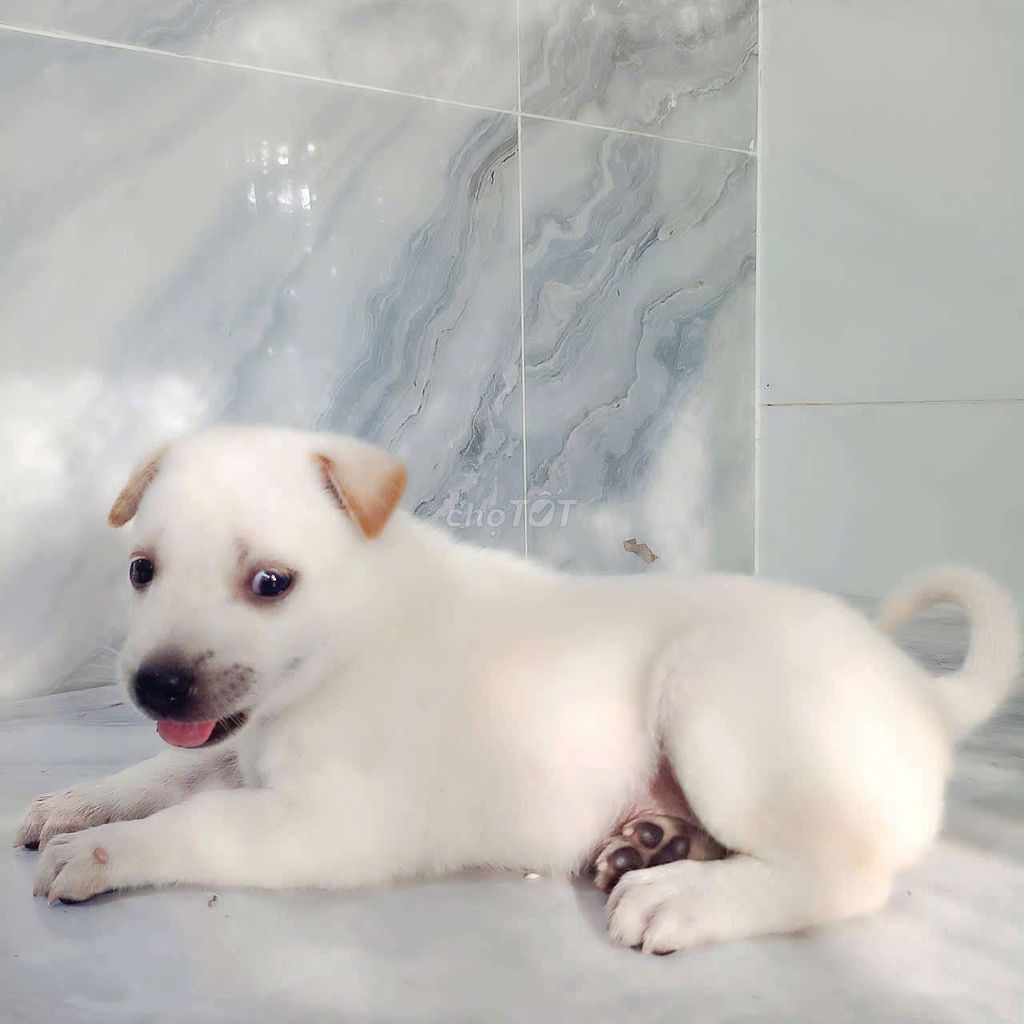 Chó Labrador F1 tròn ú dễ thương ngoan hiền . Mua bán Chó tại Quận 6 Tp Hồ Chí Minh được đăng bởi Tăng Chí Lương  hình 1