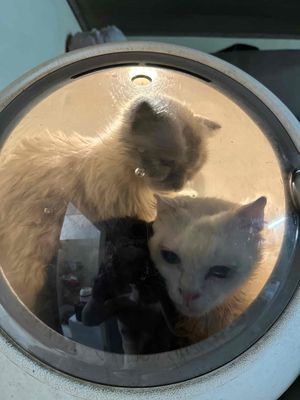 Mèo xiêm cái aln tuyệt đẹp