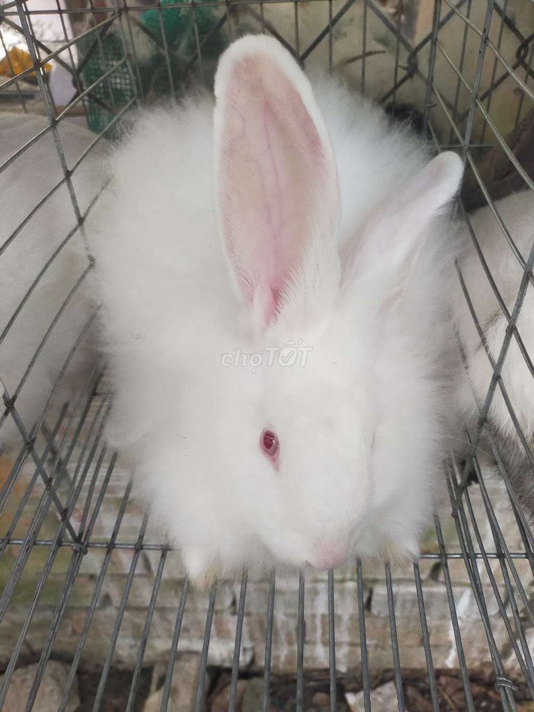 Thỏ Lông xù dễ thương. Mua bán Thú cưng khác tại Huyện Mỏ Cày Bắc Bến Tre được đăng bởi Tuấn Bến Tre hình 1