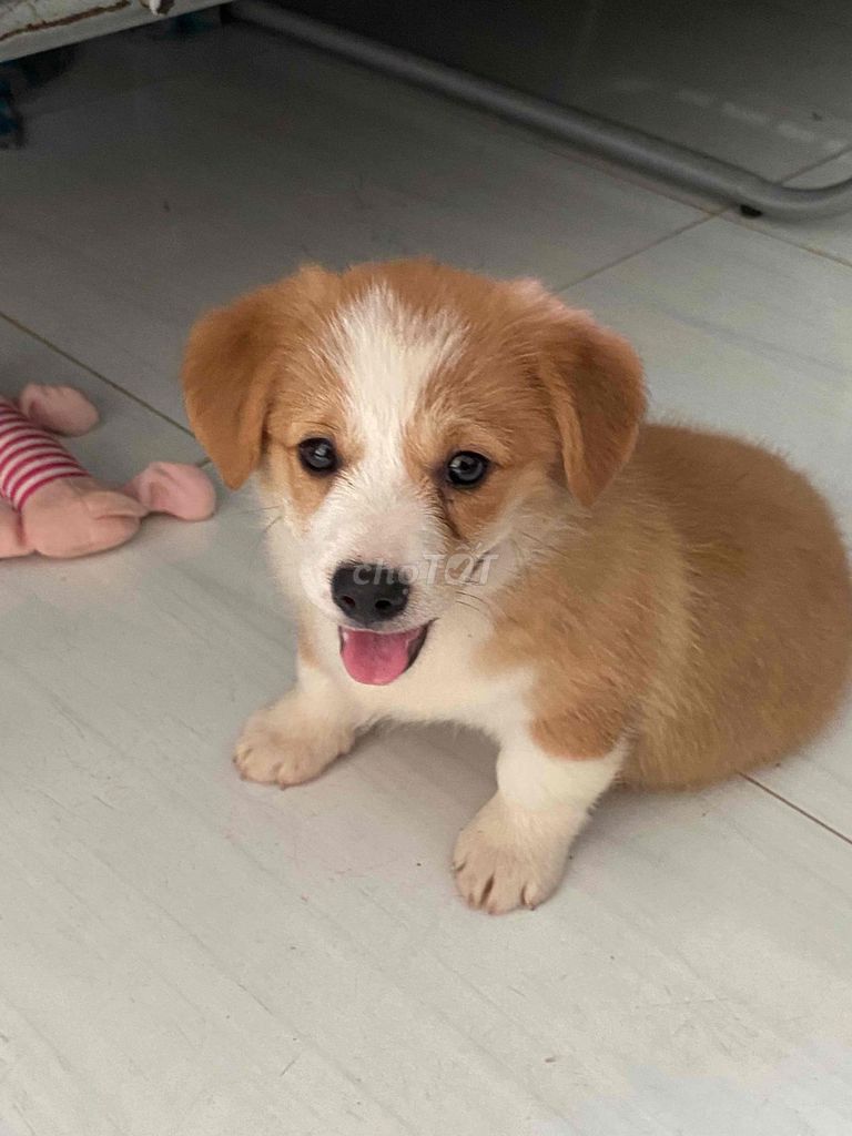 Chó Corgi lai cái 2 tháng Vàng trắng. Mua bán Chó tại Thành phố Vĩnh Long Vĩnh Long được đăng bởi gold gold hình 1