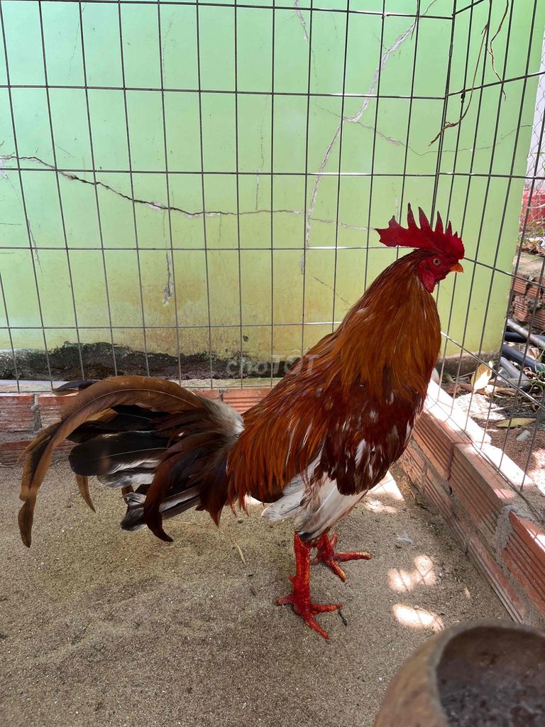 khét bông lá 2,9kg trạng 3kg hơn. Mua bán Gà tại Huyện Đất Đỏ Bà Rịa - Vũng Tàu được đăng bởi Phong CHICKEN hình 1