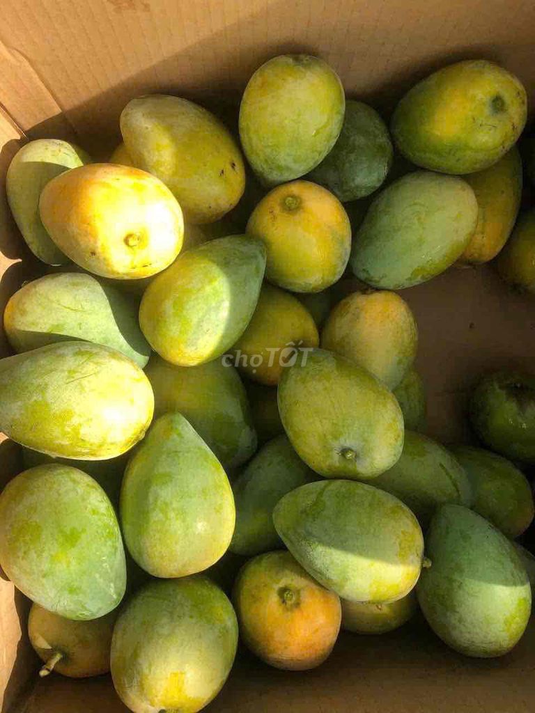 Xoài Dak Lak. Mua bán Đồ ăn, thực phẩm và các loại khác tại Quận 3 Tp Hồ Chí Minh được đăng bởi Nguyễn t hình 1