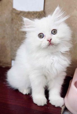 Cần tìm ba mẹ iu thương bé mèo gấp. Mua bán Mèo tại Quận 7 Tp Hồ Chí Minh được đăng bởi Min
