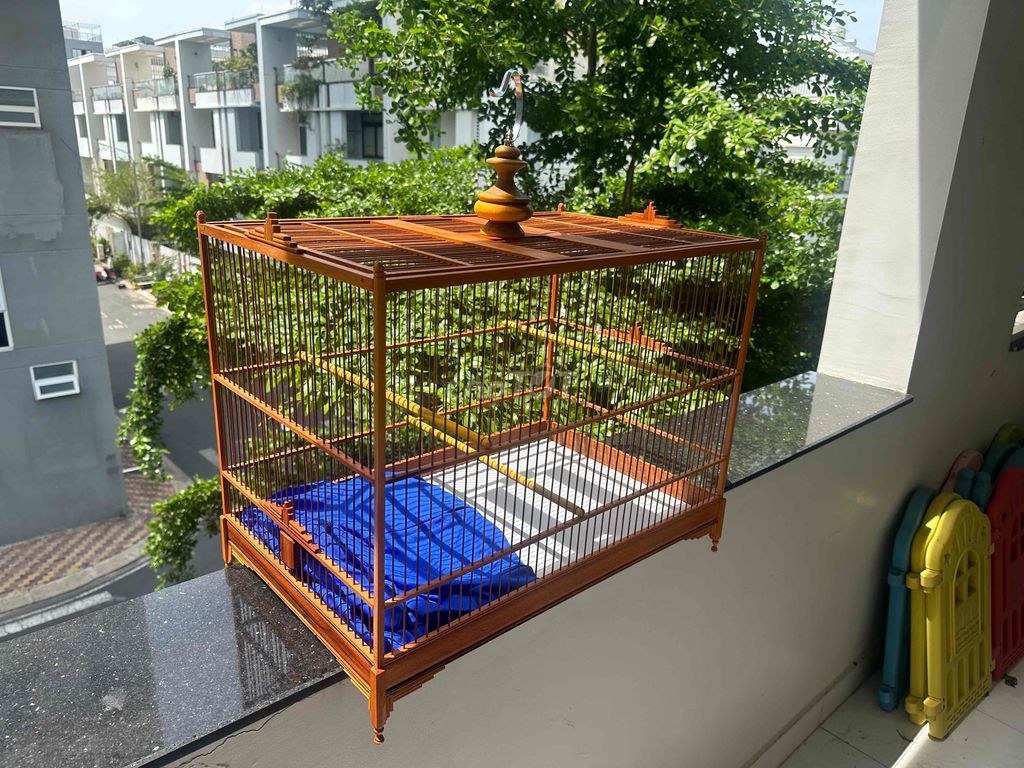 lực 60 cho chào mào