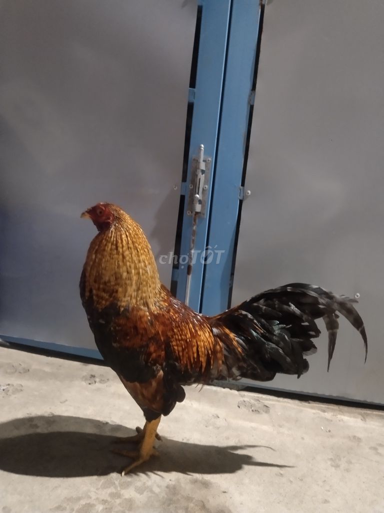 thanh lý cú tơ. Mua bán Gà tại Huyện Nhà Bè Tp Hồ Chí Minh được đăng bởi Trân Ngọc hình 1
