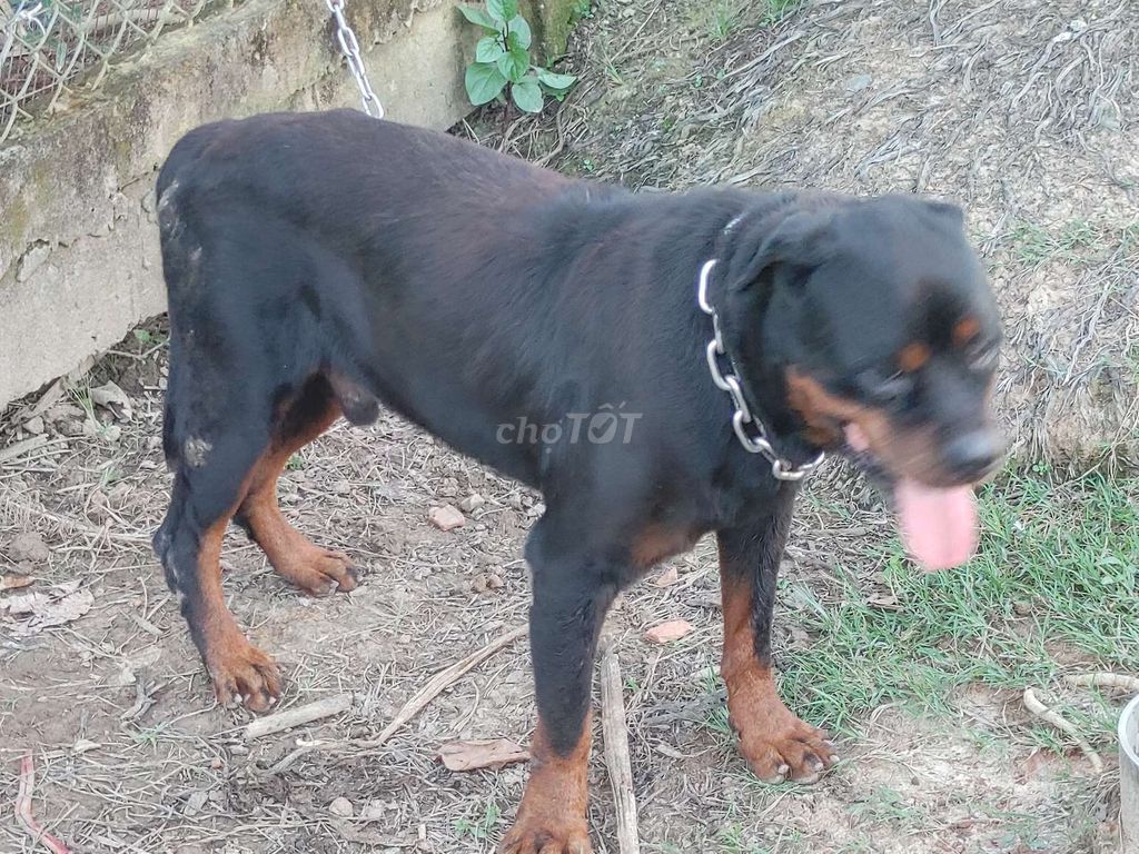 Đực Giấy Vka,Bao Phối. Mua bán Chó tại Thành phố Thủ Dầu Một Bình Dương được đăng bởi Nhân Rottweiler  hình 6