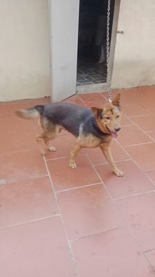 Chó Becgie đực 2 tháng