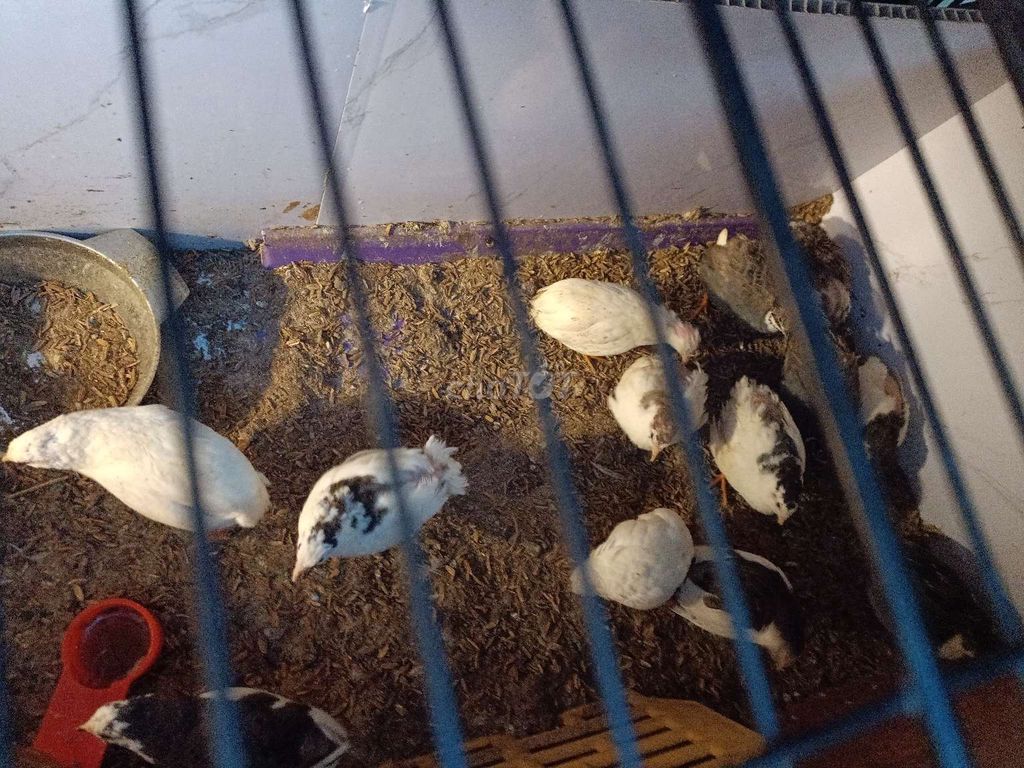 Gà Ru Tin nhiều màu. Mua bán Gà tại Quận Hai Bà Trưng Hà Nội được đăng bởi Xuân Trần Thị hình 1