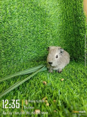 Bọ ú Teddy vs lông xoắn