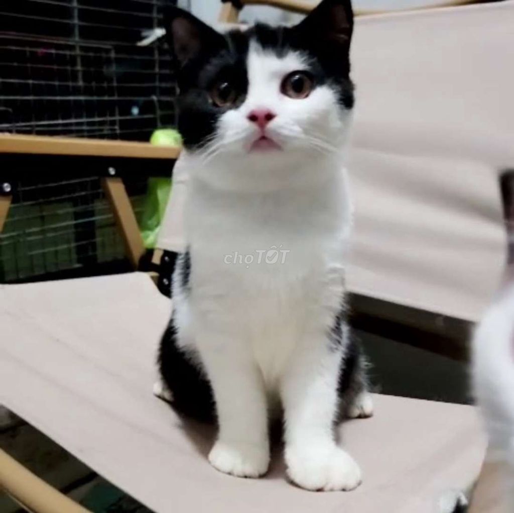 Tìm nhà mới yêu thương cho 2 bé ngoan. Mua bán Mèo tại Quận Bình Thạnh Tp Hồ Chí Minh được đăng bởi Nguyễn Thị Lan Thanh hình 2