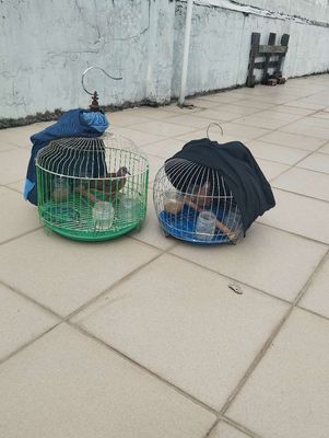 Có 2 bộ cu gáy gl. Mua bán Chim tại Quận Tân Phú Tp Hồ Chí Minh được đăng bởi Quốc TheKop