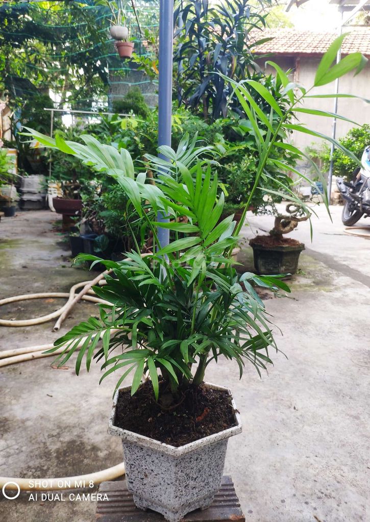 Câu Tiểu Trâm. Mua bán Cây cảnh, đồ trang trí tại Thành phố Nha Trang Khánh Hòa được đăng bởi Nguyễn Thanh hình 1