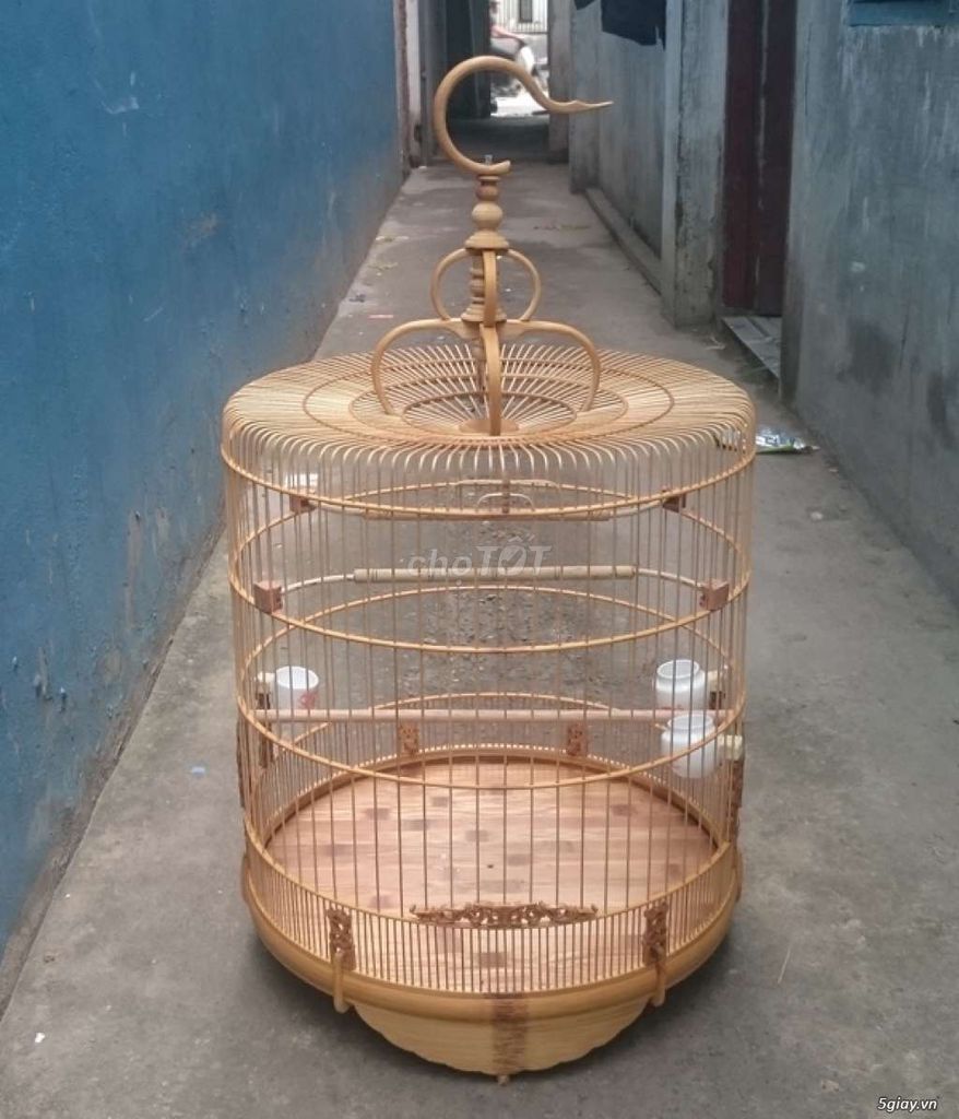 Tìm lồng chòe than cũ