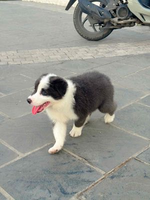 Bordercollie 50 ngày tuôit màu blue white. Mua bán Chó tại Quận Long Biên Hà Nội được đăng bởi Hải Nguyễn
